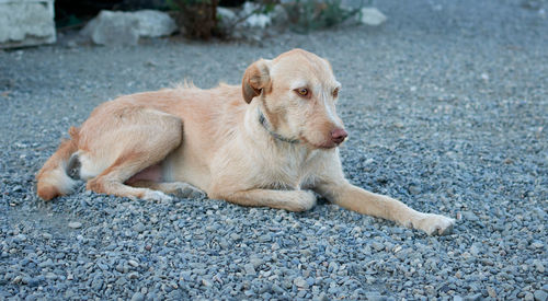 Portrait of a dog lying down