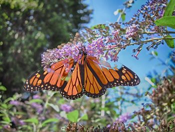 Butterfly on flower