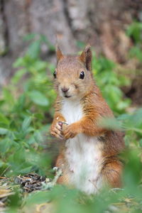 Close-up of squirrel on field