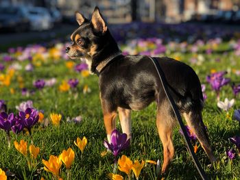 Close-up of a dog on field