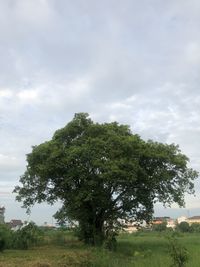 Tree on field against sky