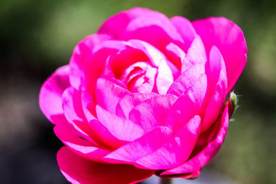 Close-up of pink flower