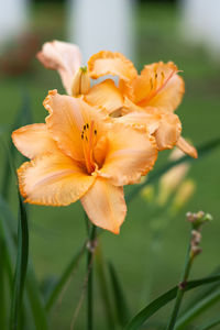 Close-up of yellow lily blooming outdoors