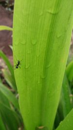 Close-up of insect on leaf