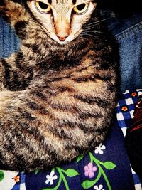 Close-up portrait of cat relaxing on bed