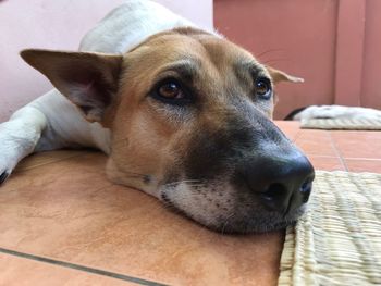 Close-up portrait of dog relaxing at home