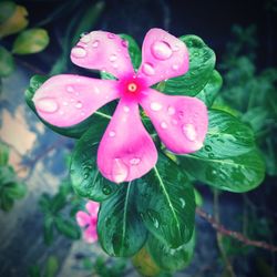 Close-up of water drops on pink rose