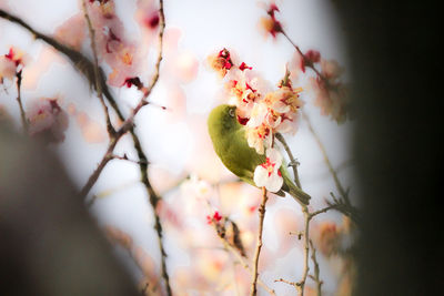 Close-up of pink cherry blossoms in spring