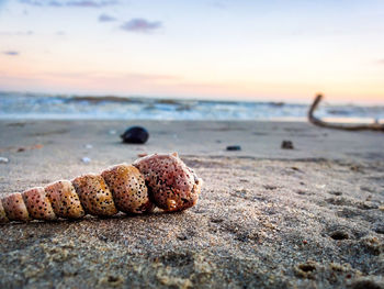 Close-up of shells on sand at beach against sky during sunset