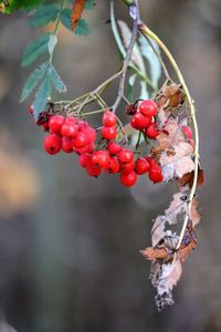 Close-up of red berries on tree