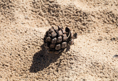 Close-up of crab on sand