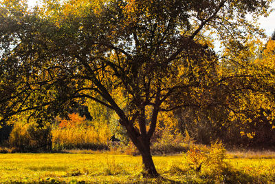 Trees on field