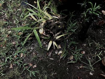 High angle view of starfish on field