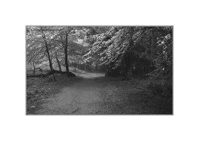 View of trees on landscape