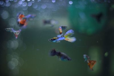 Close-up of fish swimming in aquarium