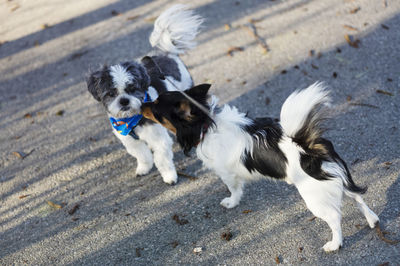 Dogs on field