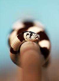 Close-up of snail