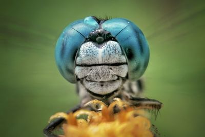 Face dragonfly