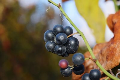 Close-up of grapes hanging on vine