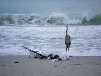 Blue heron on shore at beach