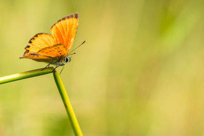 Close-up of butterfly on grass 