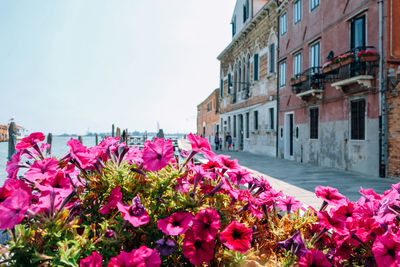 Pink flowering plants by building against sky