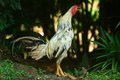 Close-up of rooster on field