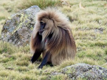 Closeup of gelada monkey theropithecus gelada  fur blowing in the wind, semien mountains, ethiopia.