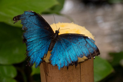 Close-up of butterfly on purple flower