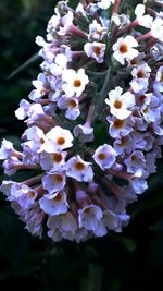 Close-up of pink flowers blooming in garden