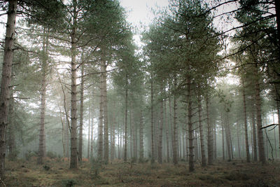 Pine trees in forest