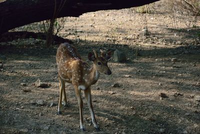 Deer on ground