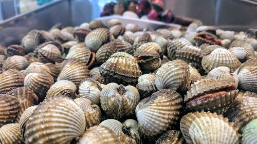 Close-up of seashells