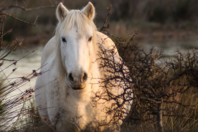 Portrait of horse standing outdoors