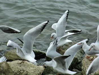 Seagulls flying over lake