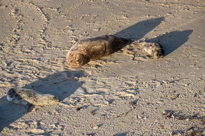 High angle view of lizard on sand