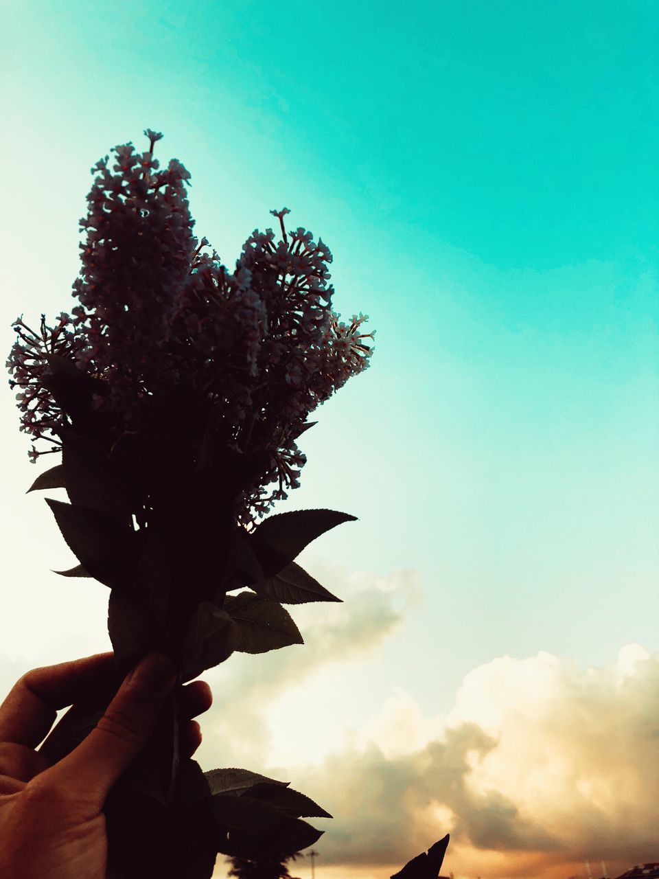 CLOSE-UP OF HAND HOLDING PLANTS AGAINST SKY