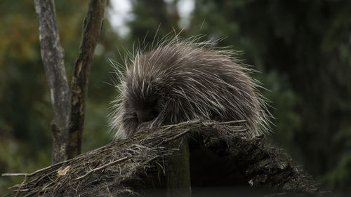 Low angle view of mammal at zoom erlebniswelt gelsenkirchen