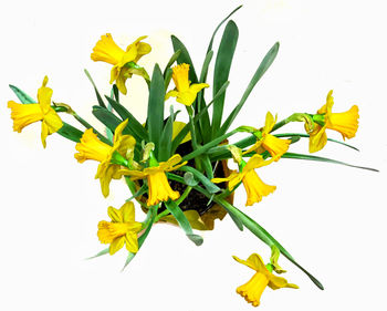 Close-up of yellow flowering plant against white background