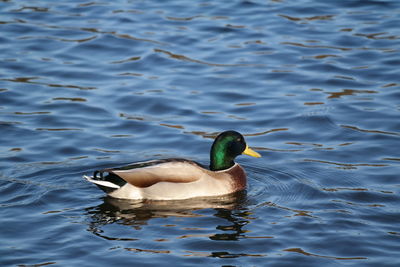 High angle view of duck swimming in lake