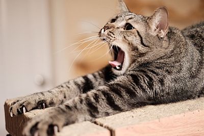 Close-up of a cat yawning