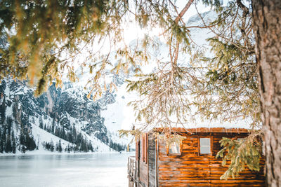 Trees on snow covered plants during winter