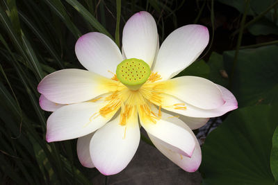 Close-up of white flower