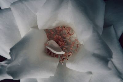 Close-up of rose bouquet