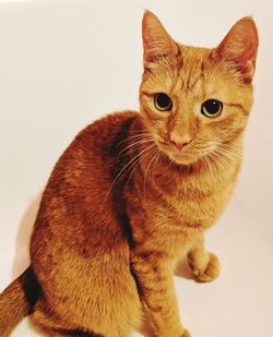 Portrait of cat sitting on floor