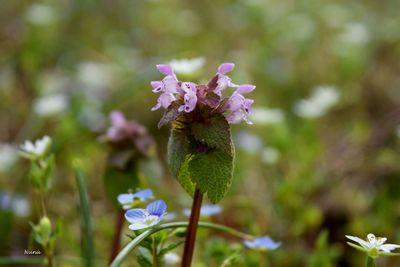 Close-up of purple flowers