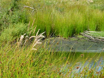 Grass in a field