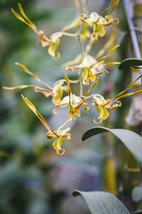 Close-up of flower blooming outdoors
