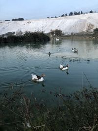 High angle view of swans swimming in lake