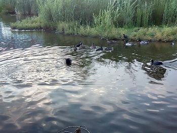 Birds swimming in lake